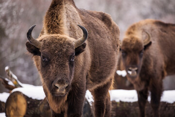 Fototapeta premium Bisons in forest during winter time with snow. Wilde life
