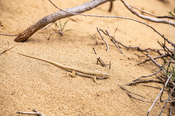 lizards inhabiting the sand dune in the mountains of Dagestan