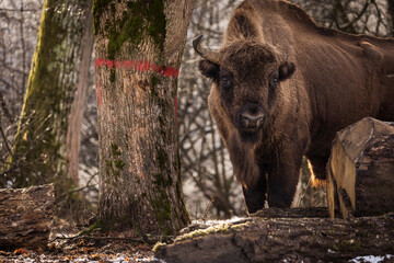 Bisons in forest during winter time with snow. Wilde life
