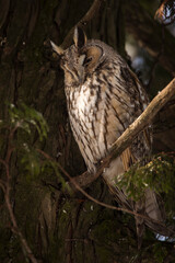Owl in a fir during winter time