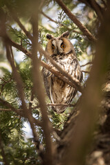 Owl in a fir during winter time