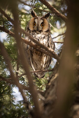 Owl in a fir during winter time