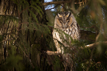 Owl in a fir during winter time