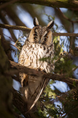 Owl in a fir during winter time