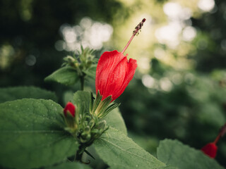 Red flower