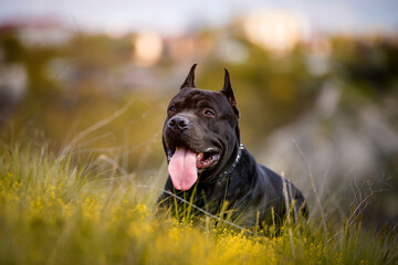 Black American Pit Bull Terrier outdoors