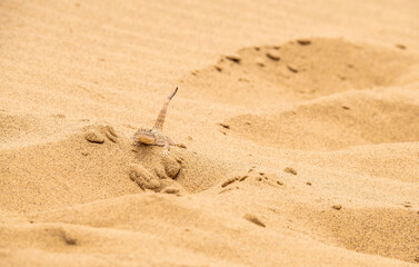 lizards inhabiting the sand dune in the mountains of Dagestan