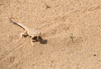 lizards inhabiting the sand dune in the mountains of Dagestan