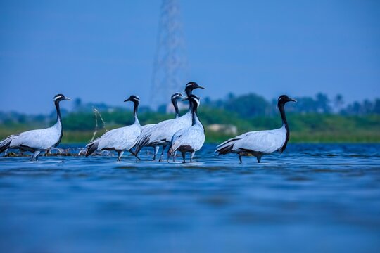 Flock of demoiselle cranes, Crane birds, Flock of migratory birds, Demoiselle crane.