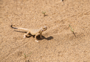 lizards inhabiting the sand dune in the mountains of Dagestan