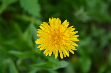 Yellow dandelion flower  blooms outdoors. One dandelion against natural spring  green blurred background. Free copy space. Top view. Medical herb for health or greeting concept.
