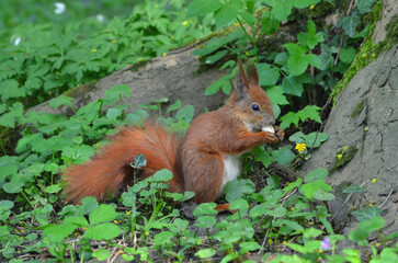 Naklejka na ściany i meble Cute red squirrel with white tummy sits on hind legs near tree trunk and eats bread. Wild squirrel outdoors photo. Close up photo.
