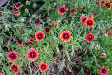  Zinnia flowers on blurred green leaves background.