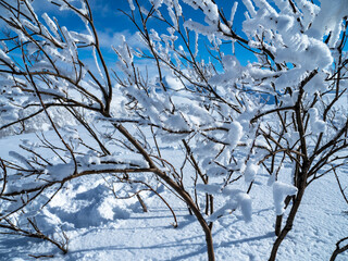 Pristine white snow on the branches of a young tree
