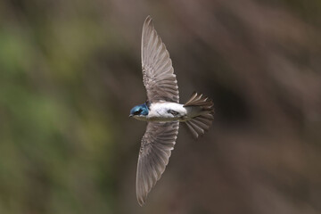 Tree Swallow in flight making nest