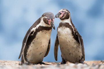 closeup of two isolated humboldt penguins in conversation with each other, natural water birds in a cute animal concept, symbol for gossip, rumor, indiscretion or environment protection