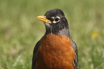 Robins pulling worms out of the ground n hit summer day on lawn