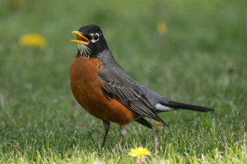 Robins pulling worms out of the ground n hit summer day on lawn