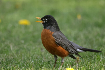 Fototapeta premium Robins pulling worms out of the ground n hit summer day on lawn