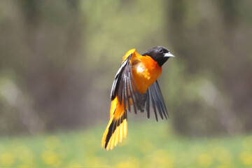 Baltimore orioles mating display ritual or perched by orange halaves on feeder