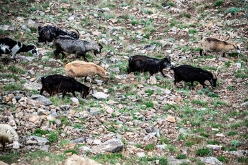 domestic sheep and goats on green pastures in the mountains of Dagestan