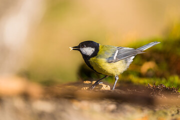 Great tit