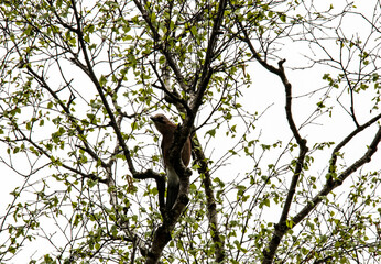local birds of mountainous Dagestan in spring in natural conditions