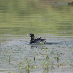 Little Cormorant having a dip in the water before flight
