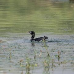 Little Cormorant having a dip in the water before flight