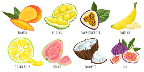 Set of exotic fruits, mango durian passion fruit