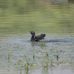 Little Cormorant having a dip in the water before flight