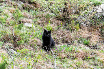Naklejka na ściany i meble a black cat with green eyes sits and looks attentively on the green grass