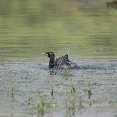 Little Cormorant having a dip in the water before flight