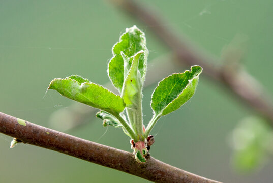 a close-up with raw green apple leaves on a twig