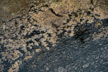 Polluted water in the pond,waste water,water pollution.