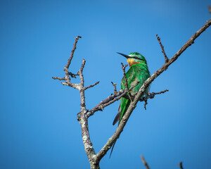 bee eater perched on a branch