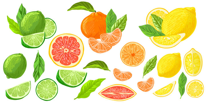 Citrus fruits collection, lemons grapefruits and limes