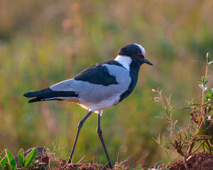 Lapwing
