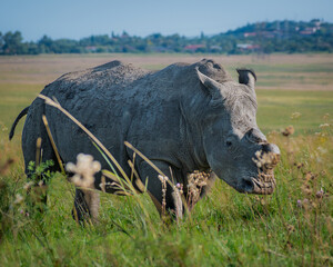 rhino © Mohsin