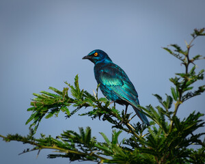 Fototapeta premium blue bird on a branch
