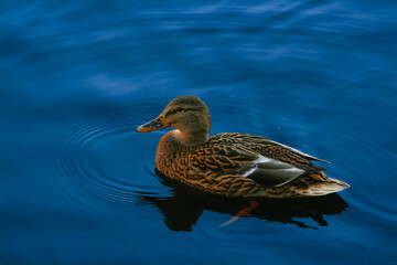 Female Duckling on blue water. Mallard swimming in blue pond water.
Colorful water wildlife  wallpaper.