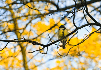 Blue and yellow tit on the dry branch. European bird against the colorful autumnal sky.