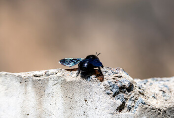 insects in natural conditions close-up