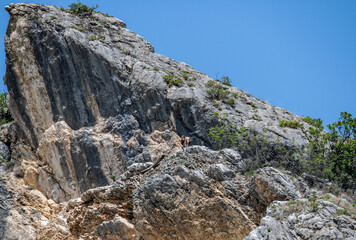 Fototapeta na wymiar Caucasian mountain eagles soar in the sky and rest on sheer cliffs