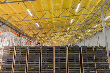 many cardboard boxes with yellow apples inside