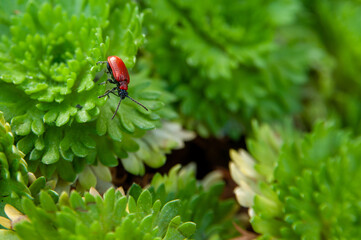 Scarlet lily beetle on green plant
