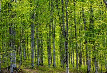 landscape in a young beech forest in spring