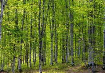 Fototapeta na wymiar Landscape in a beech forest in spring