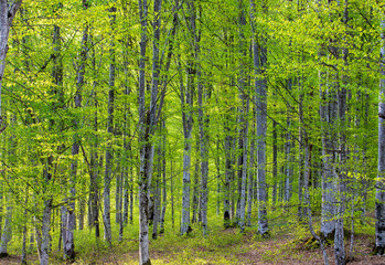 landscape in a green beech forest