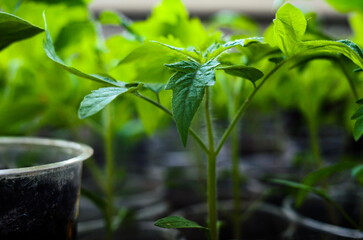 Large tomato seedlings in plastic cups in a greenhouse. Growing seedlings of early tomatoes.